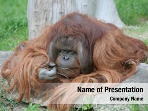 Small orangutan eats branch berlin