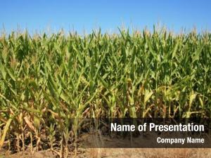 Corn corn growing field 