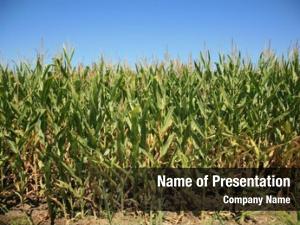 Corn corn growing field 