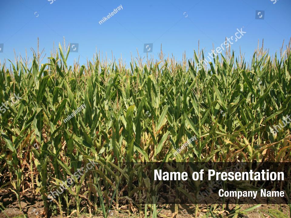 cobs-of-corn-grown-powerpoint-template-cobs-of-corn-grown-powerpoint