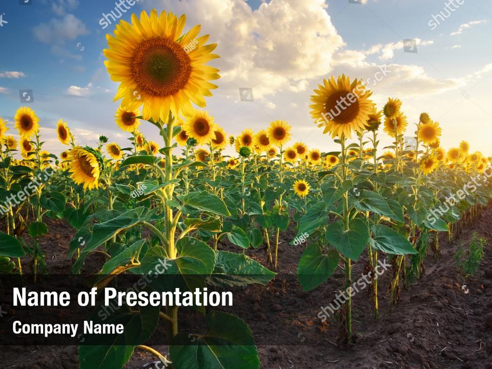 Big sunflower in a sunflower PowerPoint Template - Big sunflower in a ...