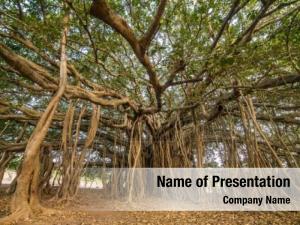 Amazing tree life, banyan tree PowerPoint Template