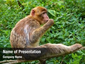 Macaca barbary apes sylvanus macaque