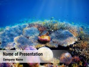 Wildlife coral reef PowerPoint Template