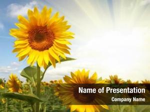 Variegated sunflower PowerPoint Template - Variegated sunflower ...