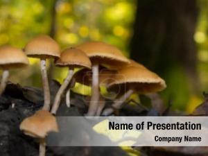 Forest mushroom growing  