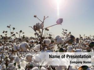 Agriculture cotton ball in full