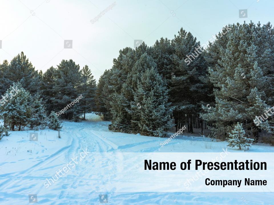 Under pine branches snow PowerPoint Template - Under pine branches snow ...