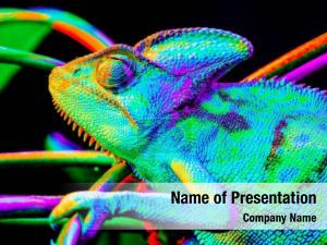 Chameleon Lizard PowerPoint Template