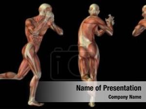 Anatomy human muscles model black
