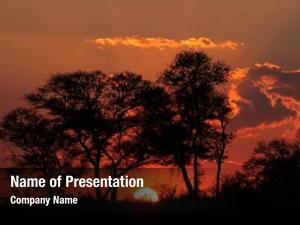 African sunset silhouetted savanna trees,