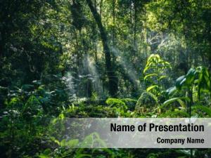 Tropical rainforest  PowerPoint Template