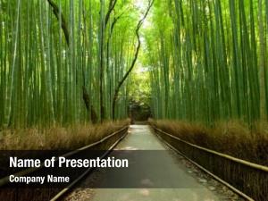 Freshness forest arashiyama bamboo