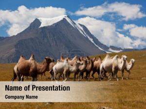 Against herd camels mountain 