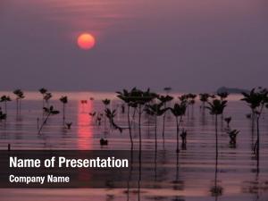 Landscape mangrove trees sunset scene