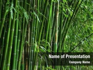 Grove green bamboo  