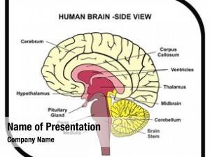 Diagram human brain side view