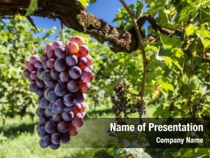 Organic vine wine grapes