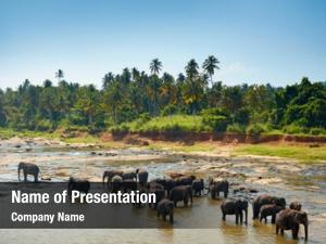 Elephants sri lankan river 