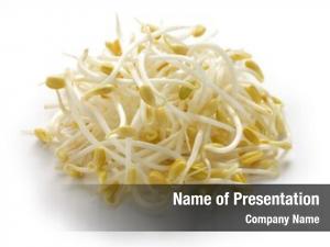 Soybean bean sprouts, sprouts white