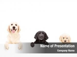 An of dog paws PowerPoint Template - An of dog paws PowerPoint Background