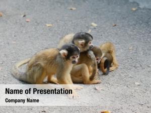 Monkey group squirrel  
