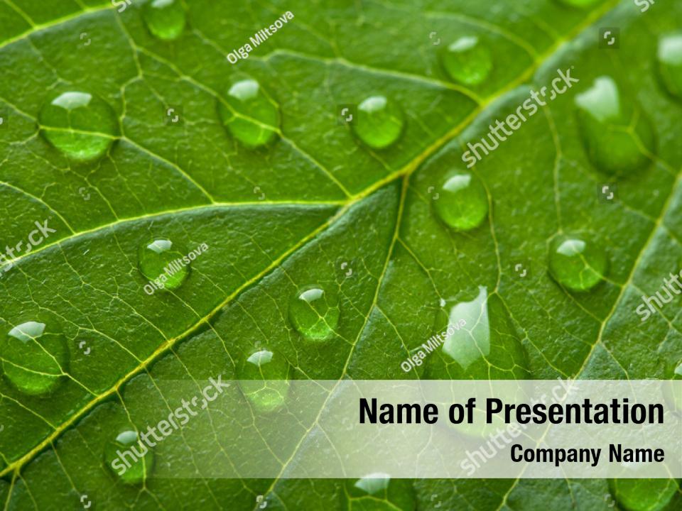 moisture-drops-green-leaf-powerpoint-template-moisture-drops-green-leaf-powerpoint-background