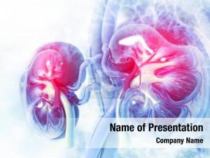 Cross human kidney section scientific