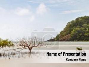 Tropical mangrove trees sea daintree