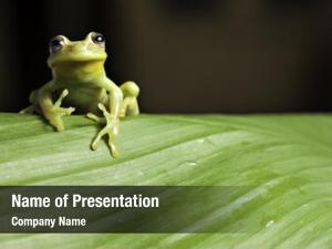 Treefrog frog amphibian rainforest branch