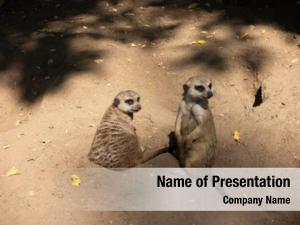 Zoo meerkat family  