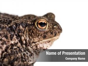 European common toad, toad, simply