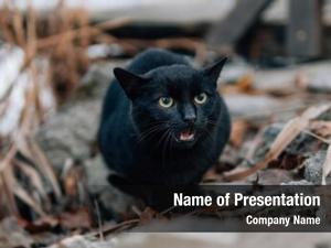 Angry, black cat, demon cat