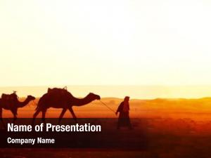 Camels horizontal caravan sahara desert,