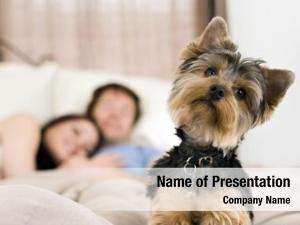 Dog Couple PowerPoint Templates - Dog Couple PowerPoint Backgrounds ...