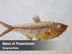 Prehistoric fossil stone fish 
