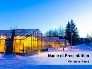 Growing industrial greenhouses plants winter