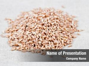 Organic dry raw wheat grain
