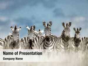 Wild herd zebra savannah, serengeti,