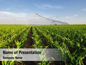 Irrigation green maize system  PowerPoint Template