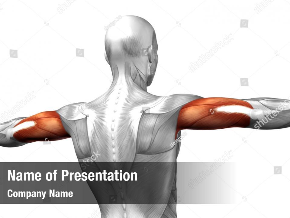 Muscles Bodybuilder Bodybuilding Upper Body Powerpoint Template Muscles Bodybuilder 7174