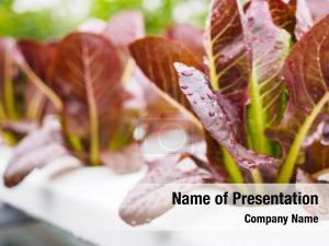 Red fresh organic leaves lettuce PowerPoint Template