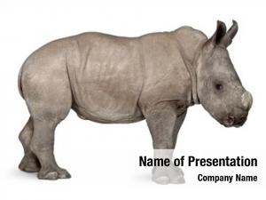 Rhinoceros young white square lipped rhinoceros