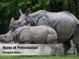 Rhinoceros newborn indian (rhinoceros unicornis)