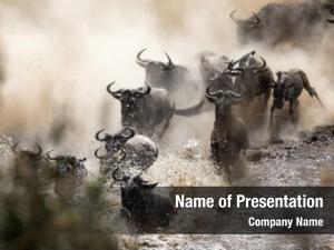 Mara wildebeest crossing river during