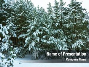 Trees whitened fir fresh snow,