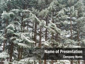 Forest winter taiga under snowfall