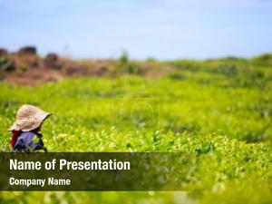 Tea woman picking leaves tea