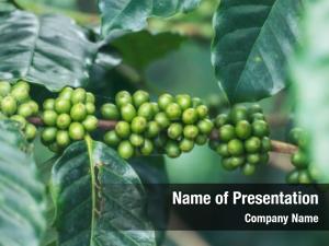 Green coffee plantation coffee leaf PowerPoint Template