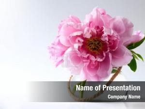  PowerPoint Template